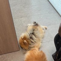 ソイちゃんの姿が…