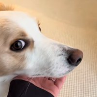 飼い主さんに訴えるソラくん