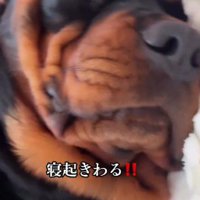 どんな妨害にも動じない！！
