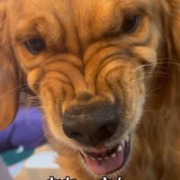 衝撃のムキ顔に爆笑♪