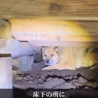 家の床下に隠れる犬