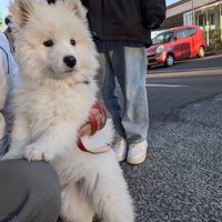 お散歩デビュー