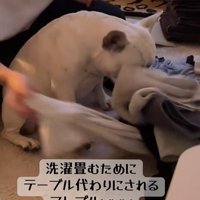 洗濯物を落としてしまった小型犬