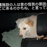 車の中で不安げに丸くなる犬