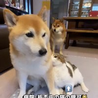 犬に寄り添う猫
