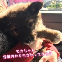 カメラ目線の犬