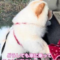 「車でお散歩に行きたい！」