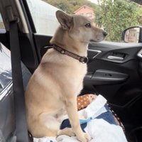 助手席で正面を見つめる犬