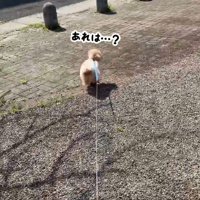 パパさんを発見