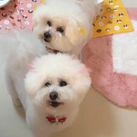 リリーちゃんの変化9