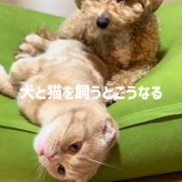 クッションの上でくつろぐ犬と猫