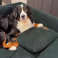 飼い主さんが近づいたら…