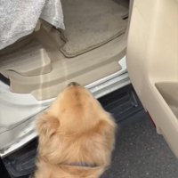 車を見上げる犬