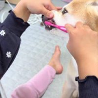 歯磨きは娘さんの仕事！