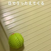 ボールが転がってる！？