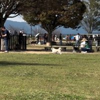 違う人に駆け寄るピコちゃん