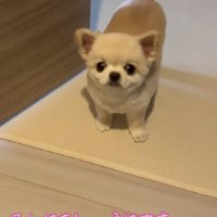 何かを言いたい様子