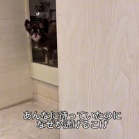 お兄ちゃんの帰りを待つこげまる君7