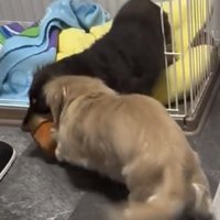 おもちゃを引っ張る2匹の犬