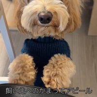 アルくんの構ってアピール