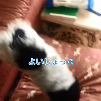 クッションを使うちーちゃん