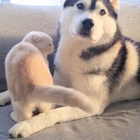 はっちゃんの目の前にピットイン