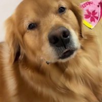 「もう叱らないで…」