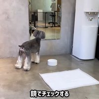 トリミング後のなぎちゃん7