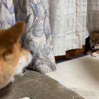 部屋の隅にいる子犬に吠える成犬