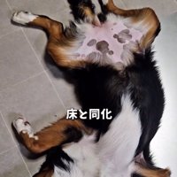 床と同化する都ちゃん