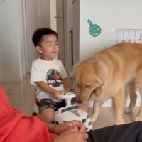 男の子が乗っている車のおもちゃに顔を近づける犬