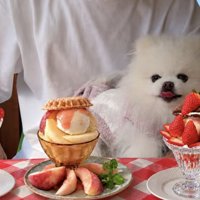 テーブルに並べられたフルーツパフェを眺める犬