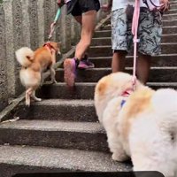 どんどん抜かされる…