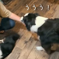 男性を見て唸る犬