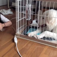 床に寝転ぶ人と寄り添う犬