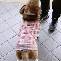 「あいたかったよ」