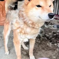 毛が抜けた体で立ち上がる犬とエサ皿