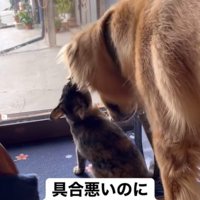 子猫と遊ぶ大型犬