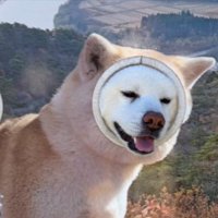 ご本犬