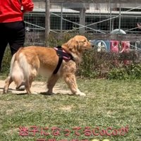 歩き回る犬