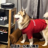 赤い服を着た犬1