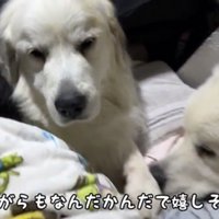 子どもを囲む2匹の犬