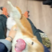 耳が消えたコムギックスさん