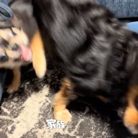 暴れながら遊ぶ犬たち