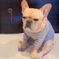 お散歩のあとのロビちゃん