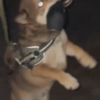 紐をくわえる犬3