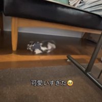 ソファの下に入り込む犬