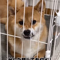 不満を訴える柴犬