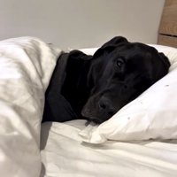 枕で横になる犬