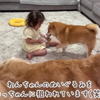 おもちゃで遊んでたら…